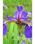 Ірис щетинистий Варієгата / Півники | Iris setosa Variegata | Ирис щетинистый Вариегата / Касатик / Петушки